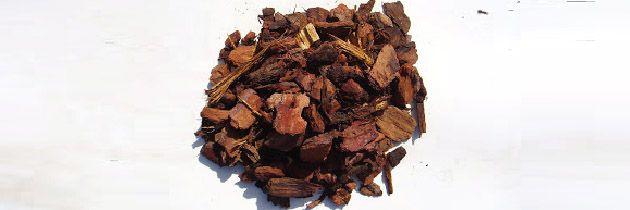 Pine Bark Extract (PBE) - Vital Plan