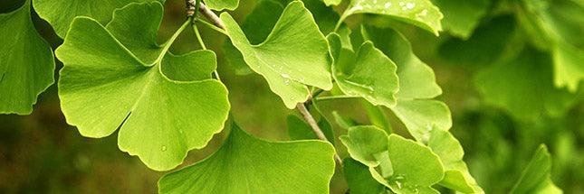 Ginkgo Biloba - Vital Plan