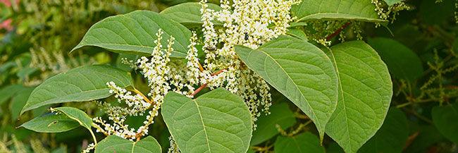 Japanese Knotweed - Vital Plan