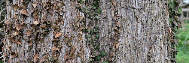 Slippery Elm Bark - Vital Plan