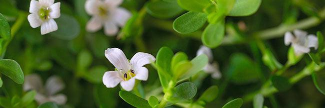 Bacopa - Vital Plan