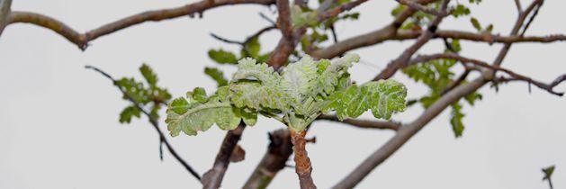 Boswellia | Uses, Benefits, Side Effects of Boswellia Serrata