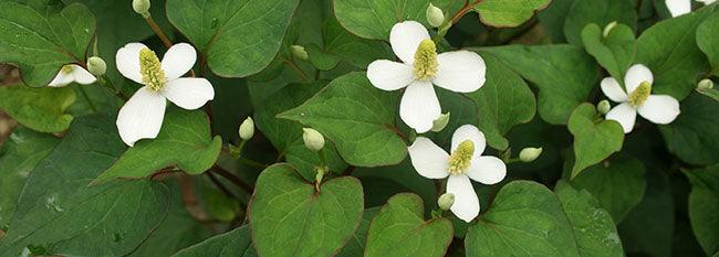 Houttuynia - Vital Plan