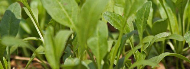 Lutein - Vital Plan
