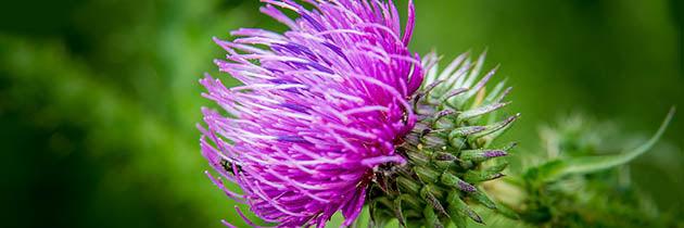 Milk Thistle - Vital Plan