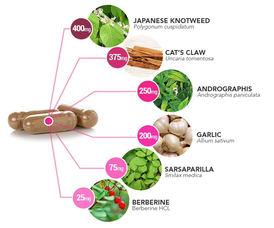 Advanced-Biotic-capsule-ingredient-breakdown_ec3d66d2-fb2b-4746-a2b5-505f31e7f826 - Vital Plan