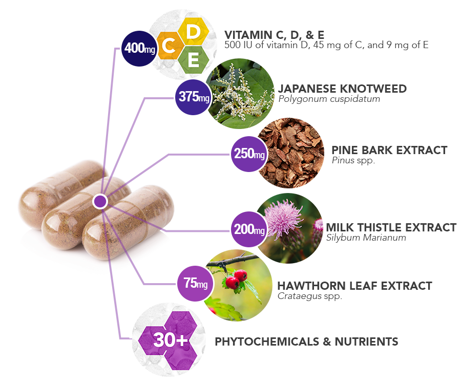 Daily-Multi-Plus-Ingredient-Breakdown - Vital Plan