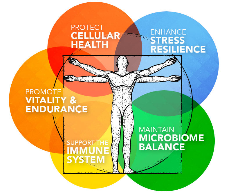 Daily_herbal_formulation_checklist_ddf3405c-e5d9-42ec-a046-2cde6afa5d4d - Vital Plan