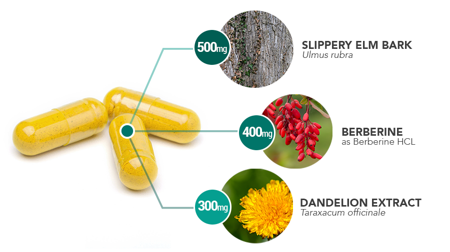 Gut-Balance-capsule-ingredient-breakdown - Vital Plan
