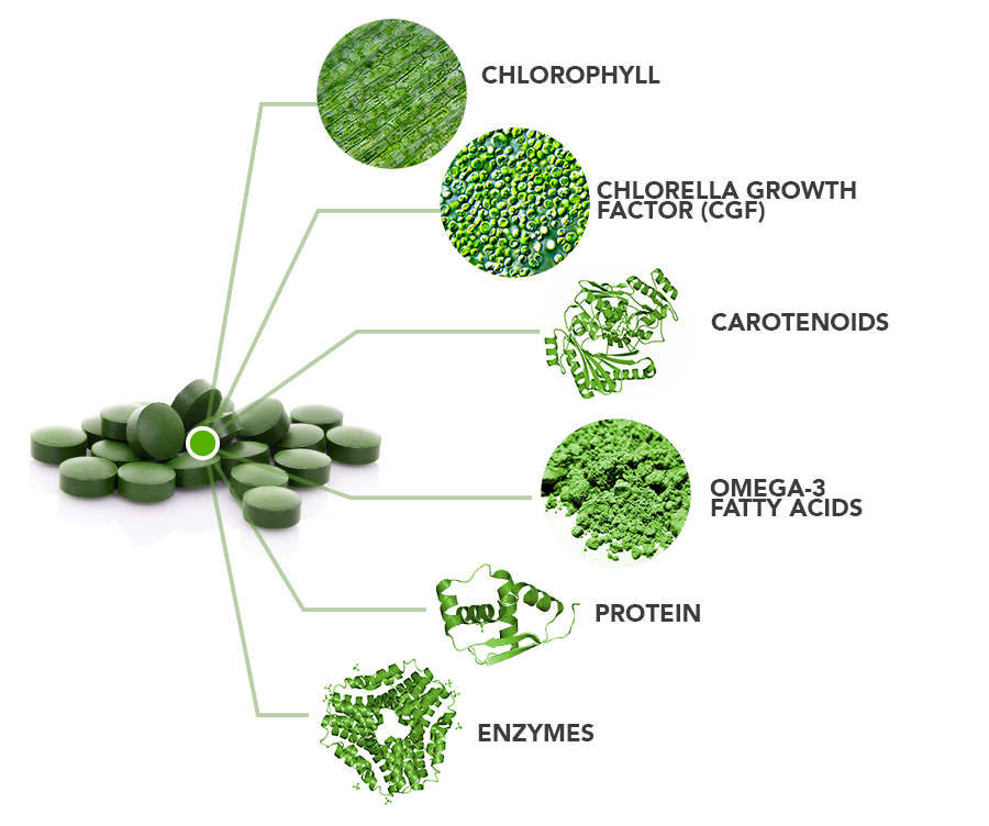 Pure-Chlorella-tablets-ingredient-breakdown - Vital Plan