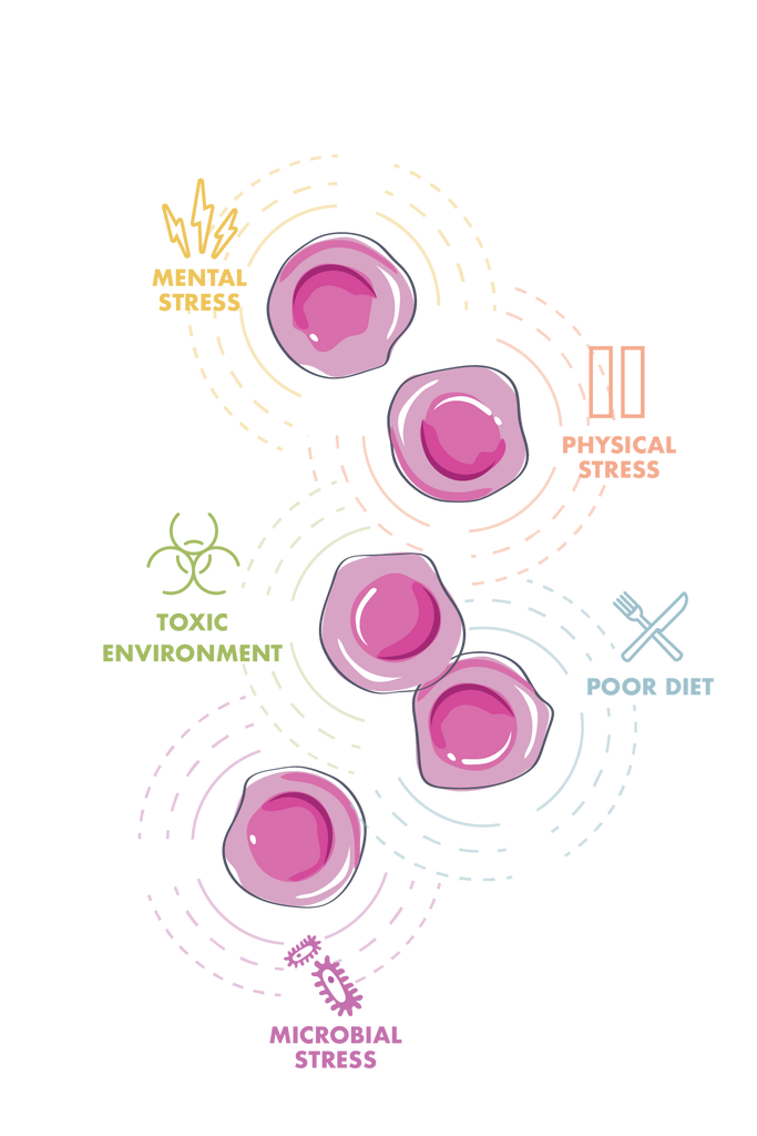 VitalPlan_CellsB_Transparent-01 - Vital Plan