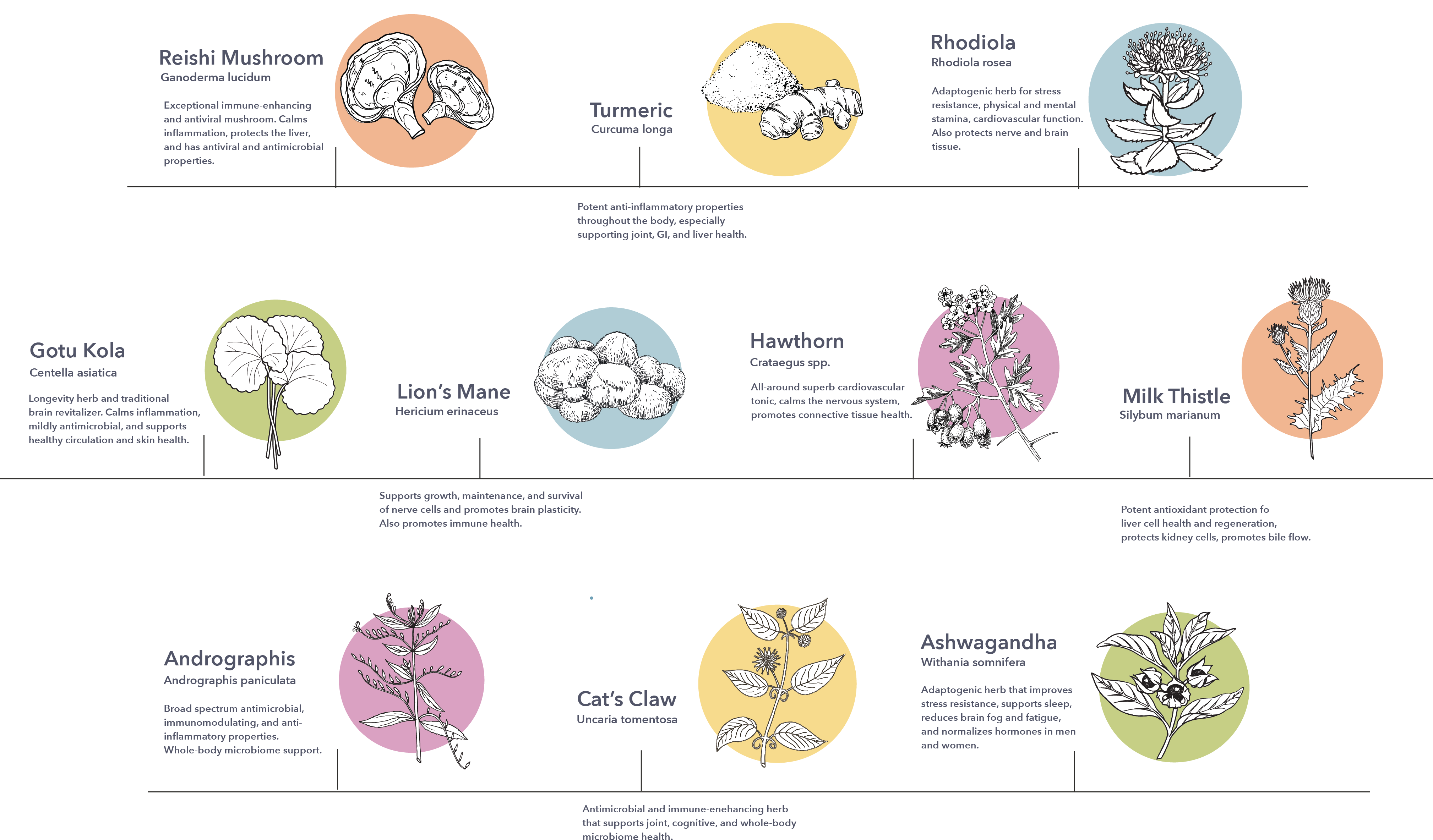 VitalPlan_Ingredients-02Artboard-1 - Vital Plan