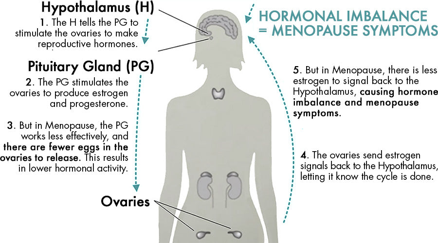 menopause-hpa-axis - Vital Plan
