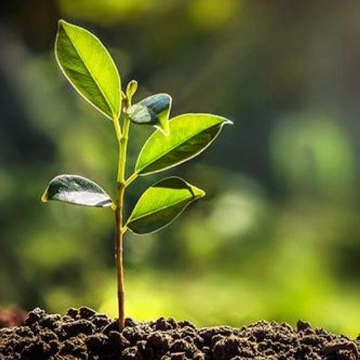 Daily Herbal - Vital Plan
