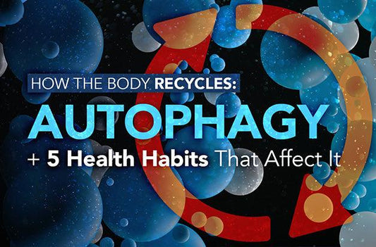 How the Body Recycles: Autophagy + 5 Health Habits That Affect It - Vital Plan