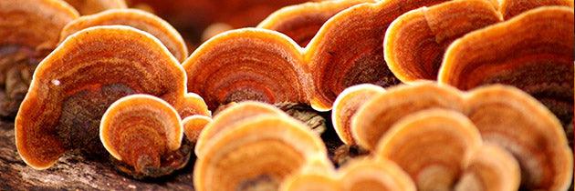 Reishi | Uses, Benefits, Side Effects of the Reishi Mushroom - Vital Plan