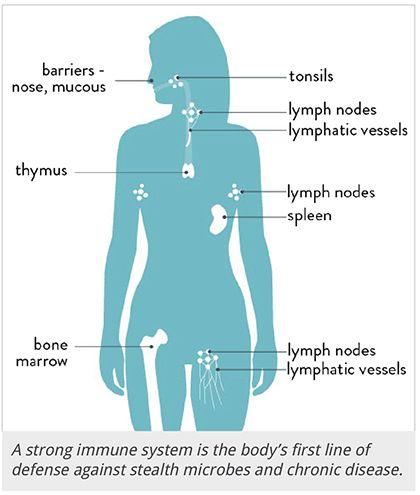 How the Immune System Works - Vital Plan