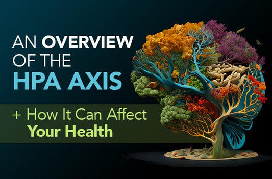 An Overview of The HPA Axis + How It Can Affect Your Health - Vital Plan