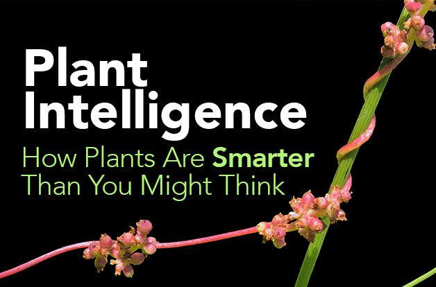 Plant Intelligence: How Plants Are Smarter Than You Might Think