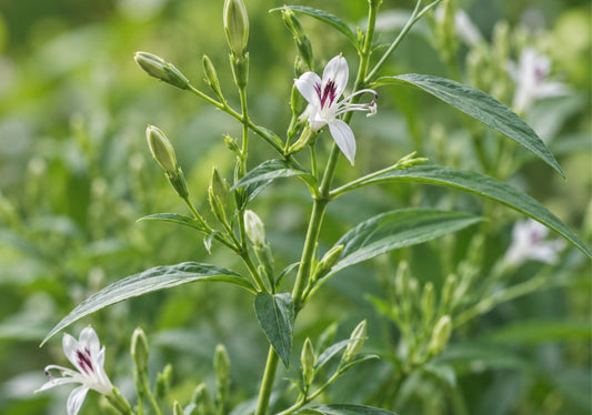 Flowering andrographis plant
