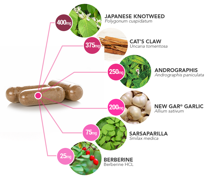 Advanced-Biotic-capsule-ingredient-breakdown - Vital Plan