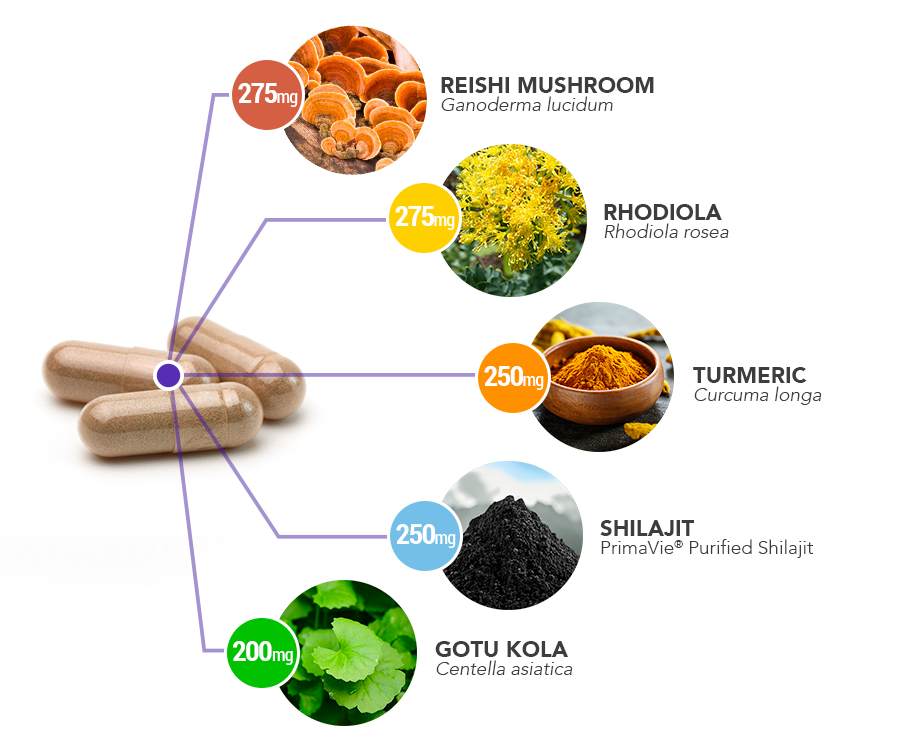 Daily-Herbal-capsule-ingredient-breakdown - Vital Plan