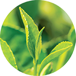 Theanine-Green-Tea-Circle - Vital Plan