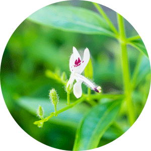 andrographis-detoxifying-antioxidantanti-inflammatory_dd12dc10-b4f4-4954-9aef-9850eadeac09 - Vital Plan