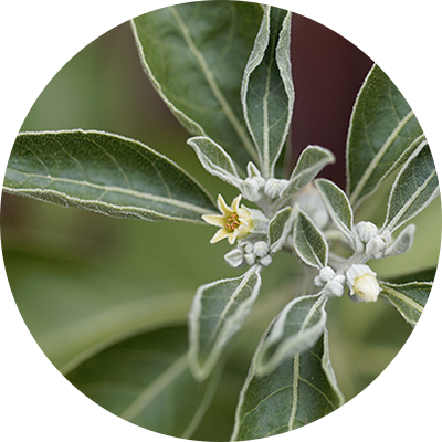ashwaganda-revitalize-balance-brain-health-circle_b2c6f3b9-5e52-4930-9c27-f38a58d41208 - Vital Plan