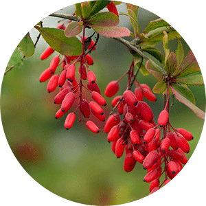 berberine-barberry-herbal-digestive-support - Vital Plan
