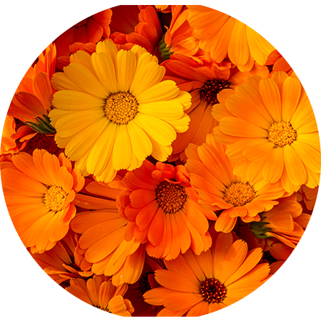 calendula-flowers-extract - Vital Plan