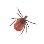 Rooted in Lyme-Focused Herbal Research