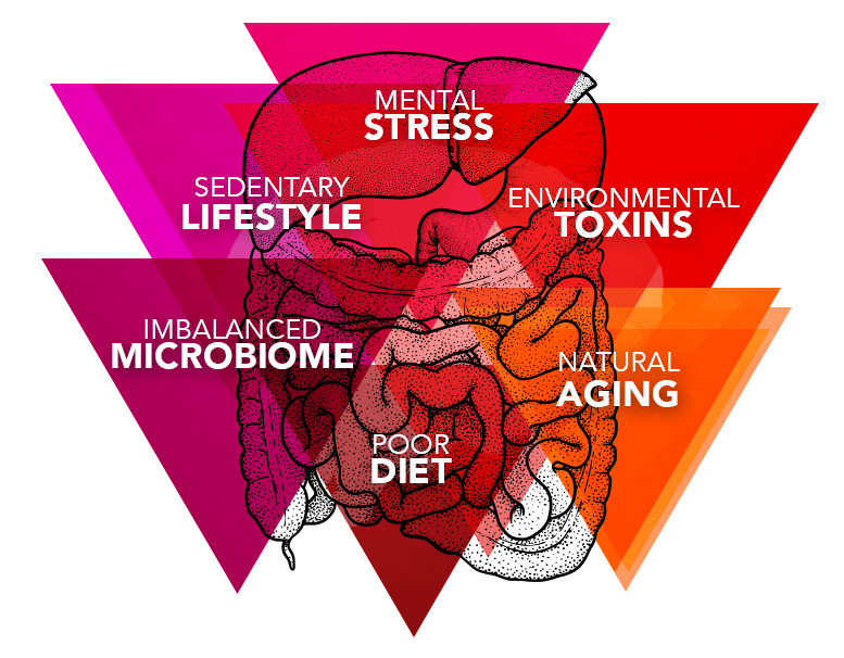 digestive-disruptor-stress-sedentary-toxins-aging-diet-microbiome - Vital Plan