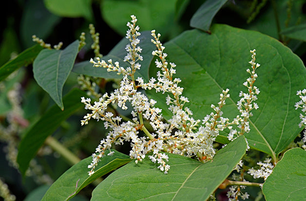 immune-boosting-herb-japanese-knotweed - Vital Plan
