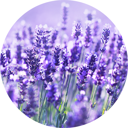 lavender-oil - Vital Plan