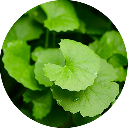 natural-detox-boost-immunity-gotu-kola_1 - Vital Plan