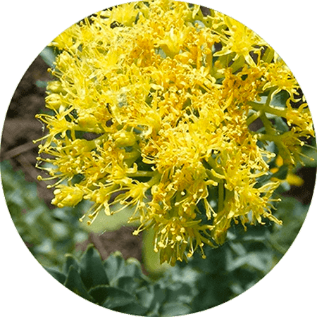 natural-detox-boost-immunity-rhodiola_a30a4280-c8f4-4e0a-94b1-f2e481de7b66 - Vital Plan