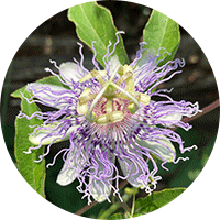 passionflower-herbal-ingredient-sleep_ce1ec06b-02ff-431f-9dd8-ab505491aa3a - Vital Plan