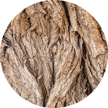 willow-bark-extract - Vital Plan