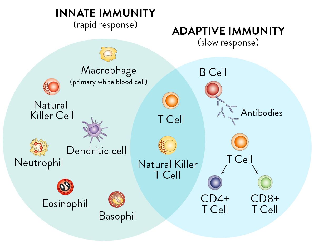 Innate and Adaptive Immune System