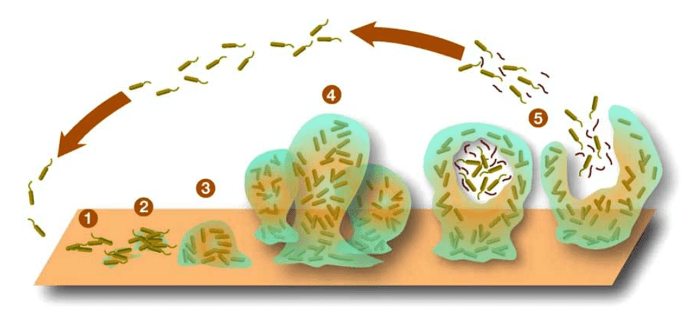 Stages of Biofilm