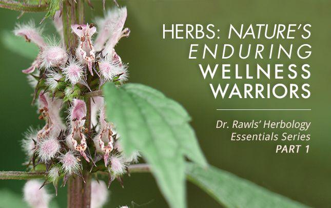 Herbs: Nature’s Enduring Wellness Warriors | Vital Plan