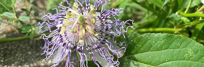 close up photograph of passionflower