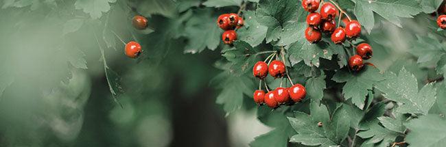 Hawthorn: Uses, Benefits, Dosage, Side Effects | Vital Plan