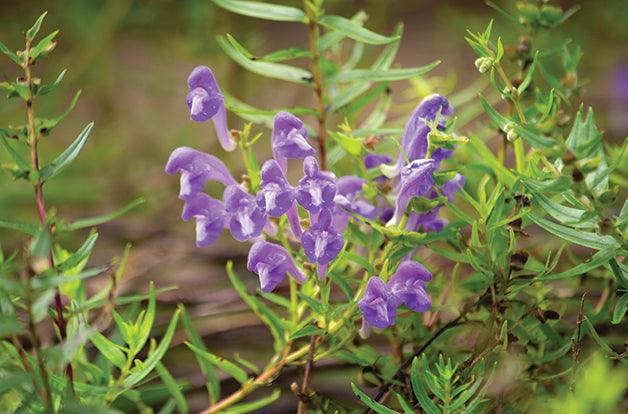 purple chinese skullcap flowers growing from branch