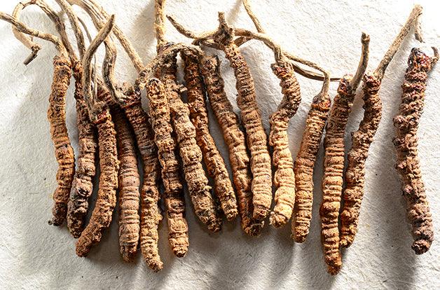 yarsagumba, Cordyceps Chinese, Tibetan folk remedy