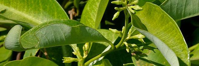 Cryptolepis is an African shrub that is used traditionally for malaria, inflammation, and other infections